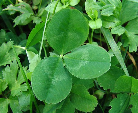 Foto 2: blad